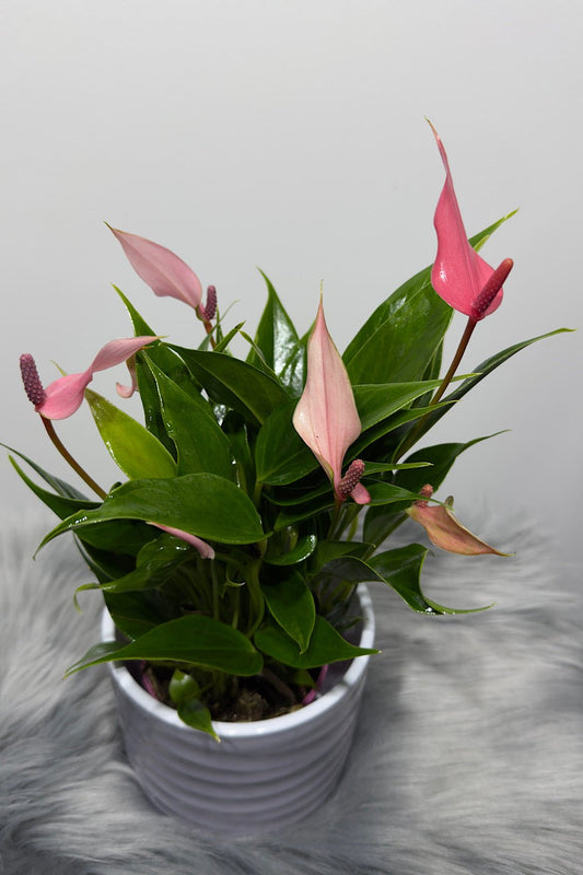 Anthurium - www.augi - plants.lv