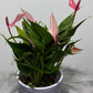 Anthurium - www.augi - plants.lv