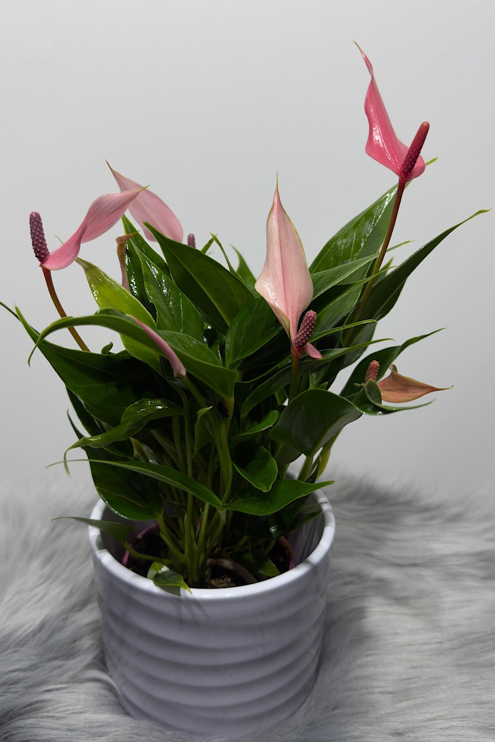 Anthurium - www.augi - plants.lv