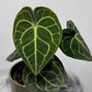 Anthurium Clarinervium - www.augi - plants.lv