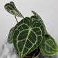 Anthurium Clarinervium - www.augi - plants.lv