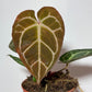 Anthurium crystallinum - www.augi - plants.lv