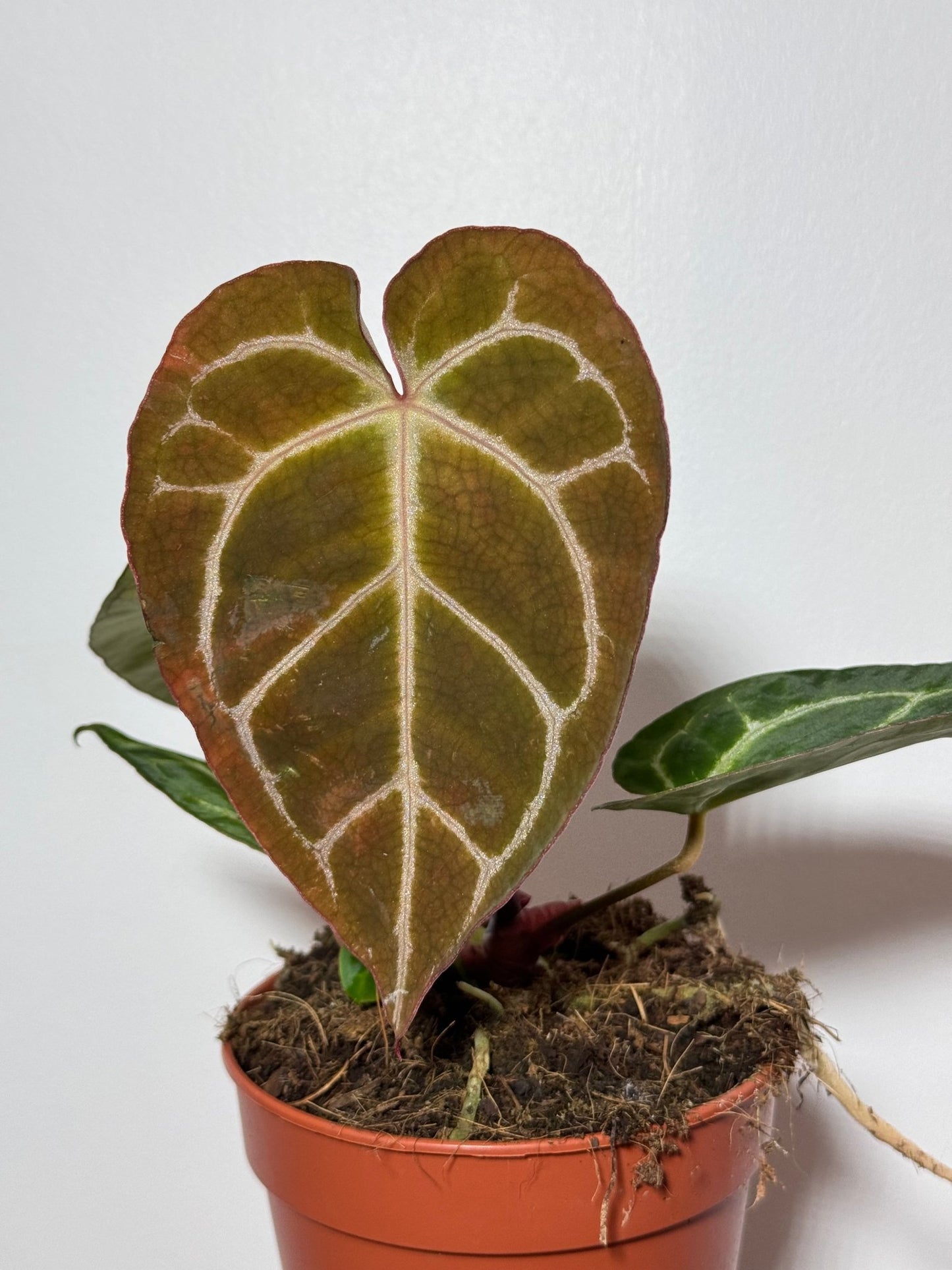 Anthurium crystallinum - www.augi - plants.lv