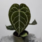 Anthurium crystallinum - www.augi - plants.lv