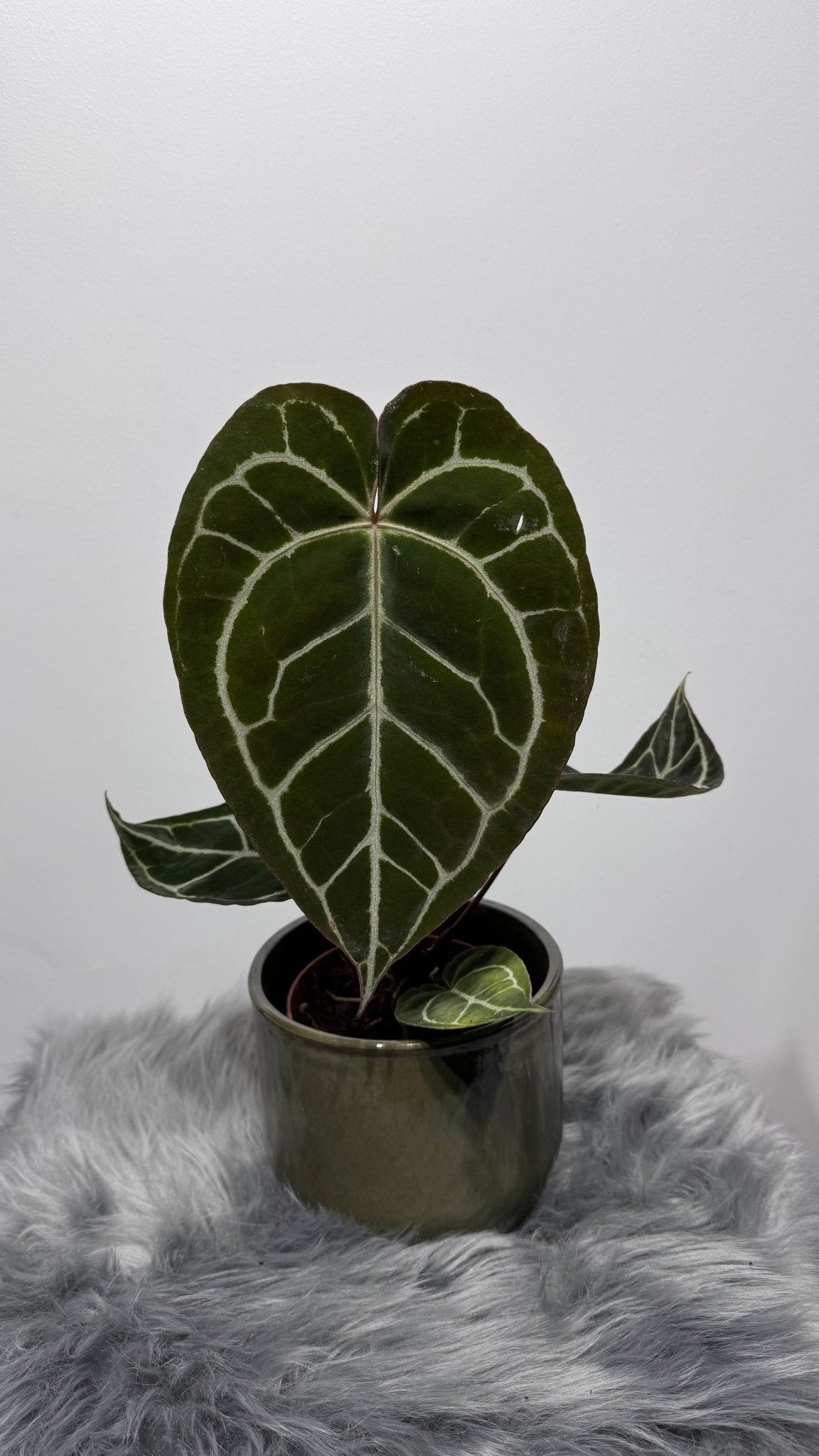 Anthurium crystallinum - www.augi - plants.lv