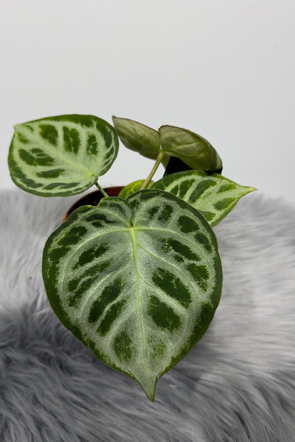 Anthurium crystallinum 'Silver Blush' - www.augi - plants.lv