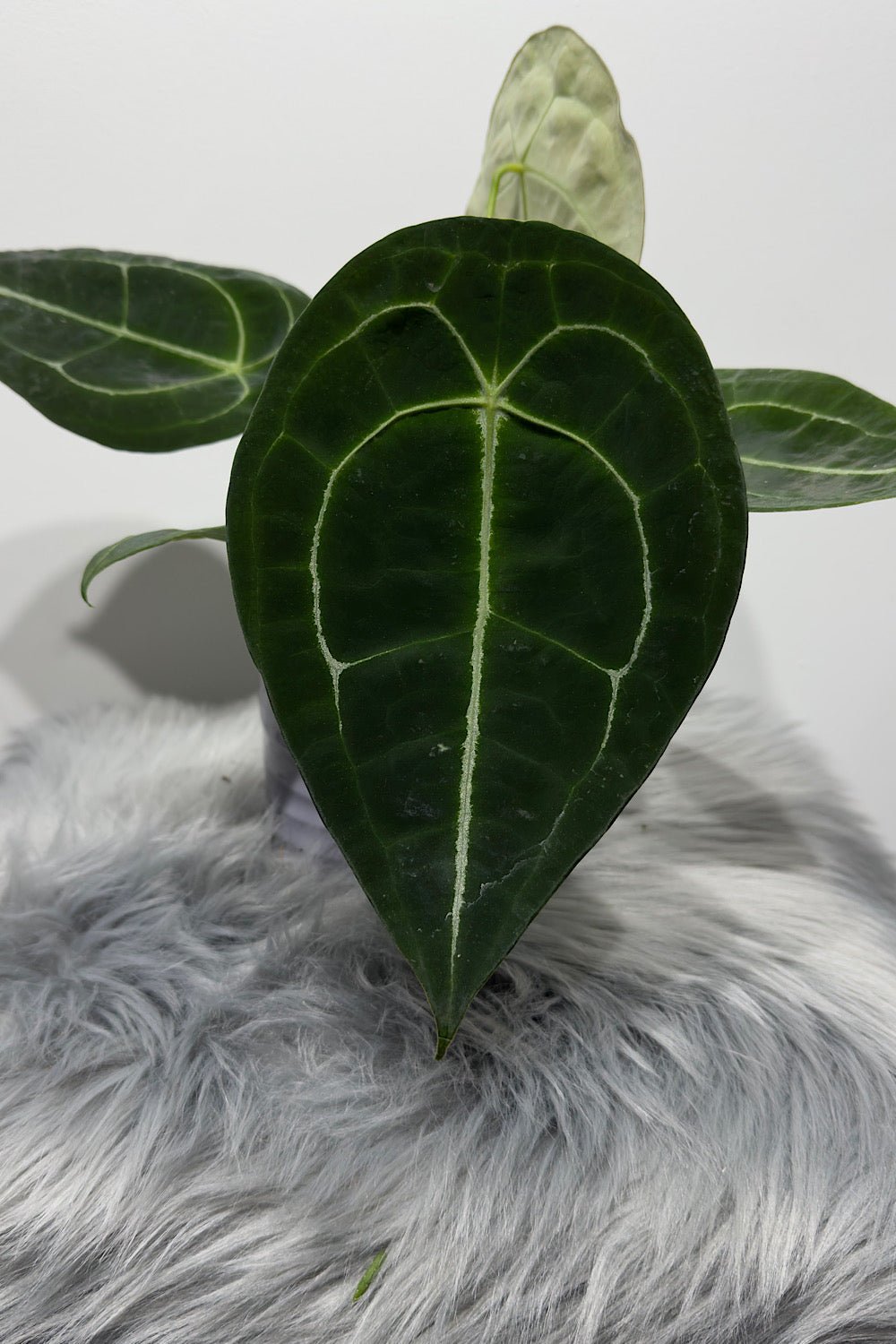 Anthurium Forgetti x nigrolaminum - www.augi - plants.lv