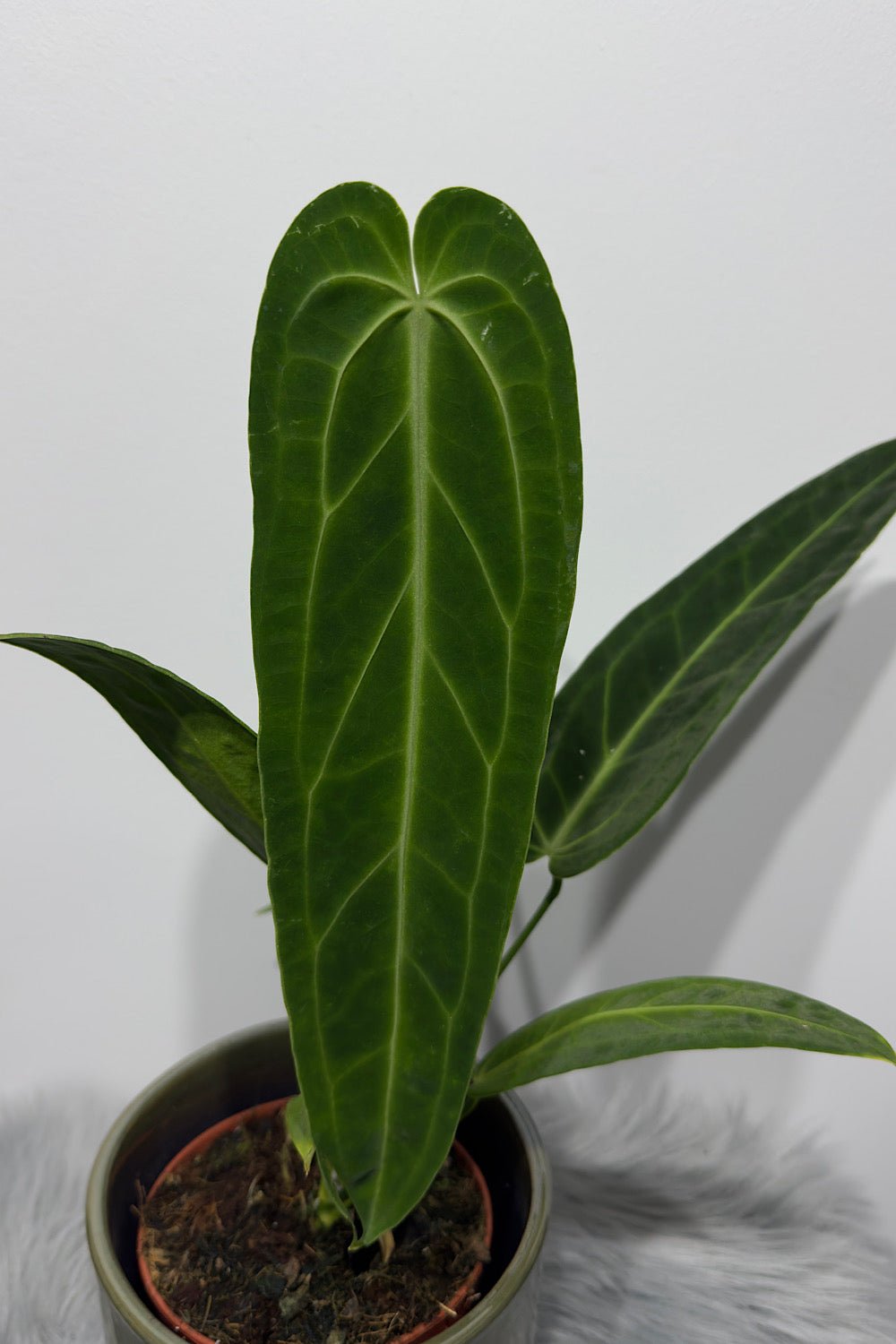 Anthurium Warocqueanum - www.augi - plants.lv