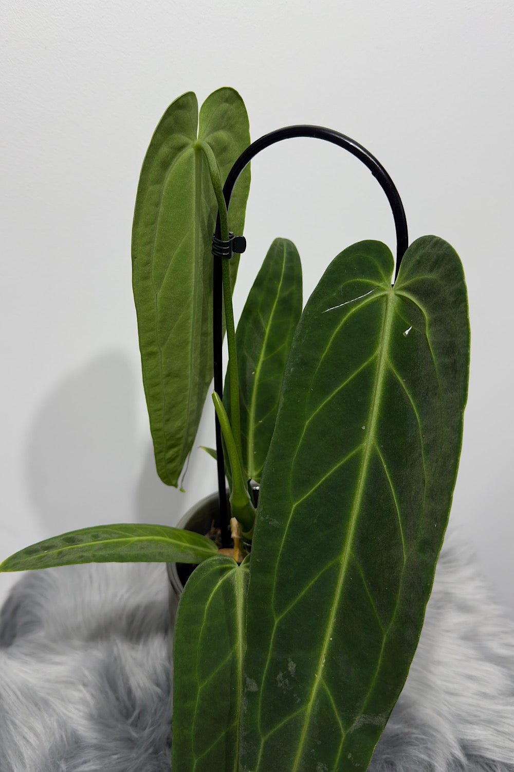 Anthurium Warocqueanum - www.augi - plants.lv