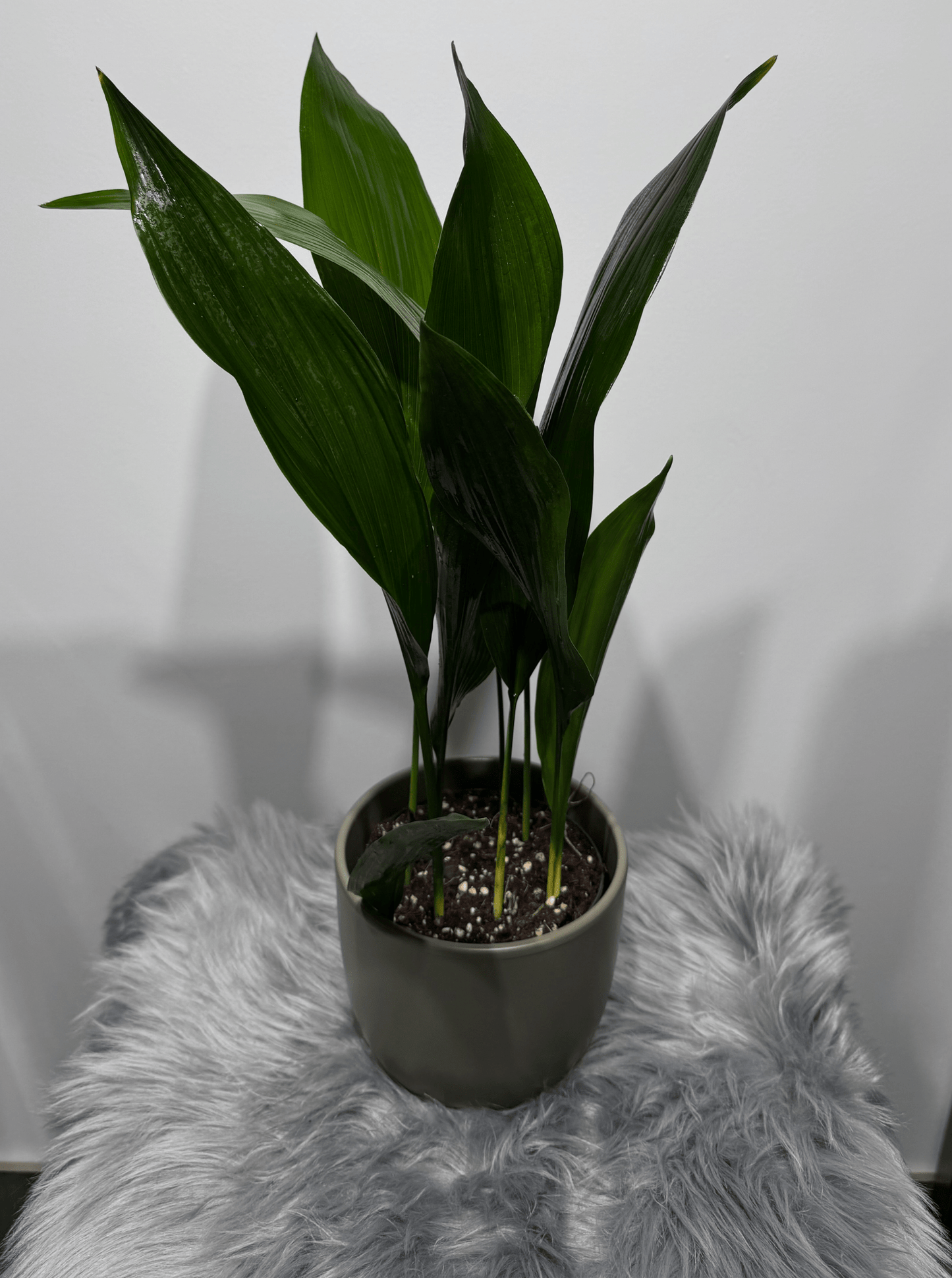 Aspidistra elatior Mājas svētība - www.augi - plants.lv