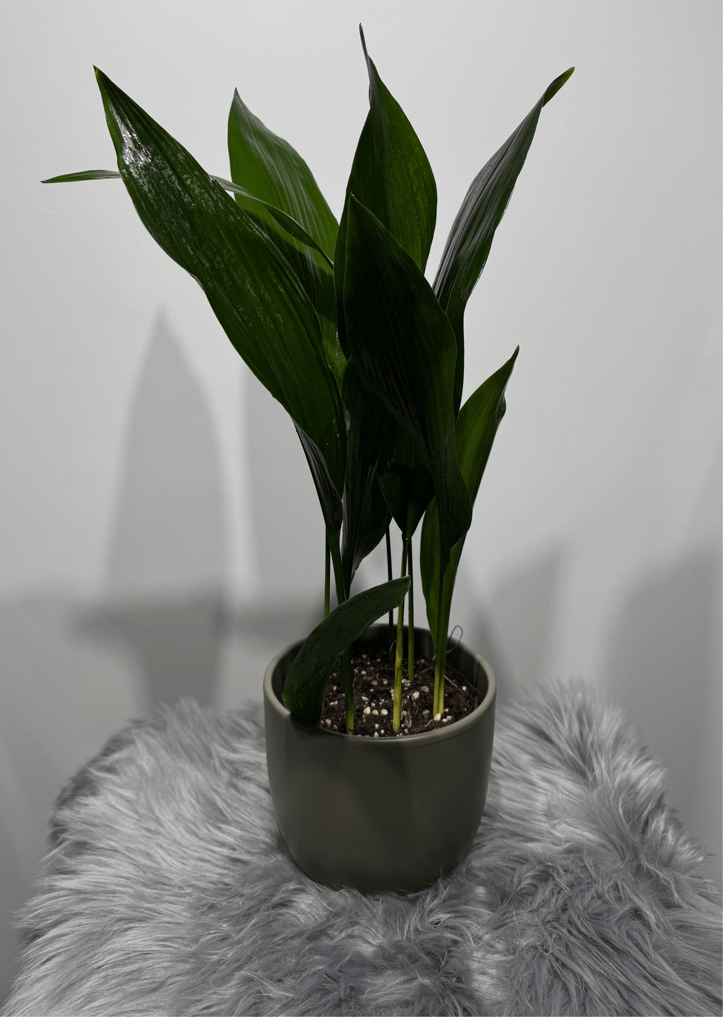 Aspidistra elatior Mājas svētība - www.augi - plants.lv