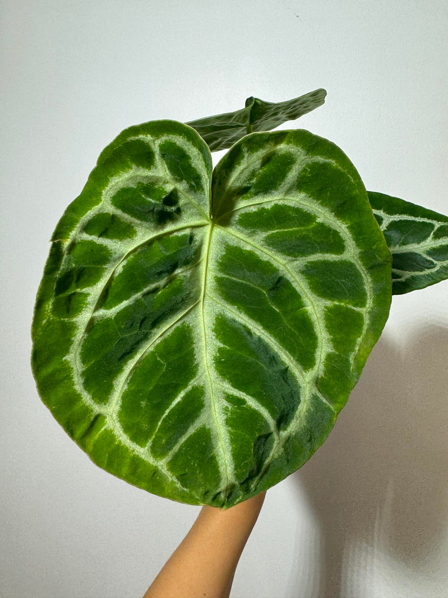 Anthurium crystallinum 'Silver Blush'