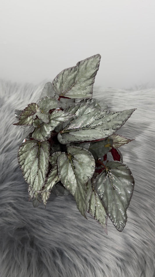 Begonia Beleaf 1 - www.augi - plants.lv