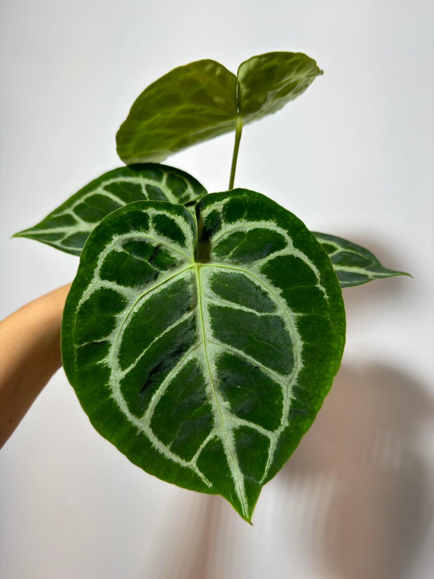 Anthurium crystallinum 'Silver Blush'