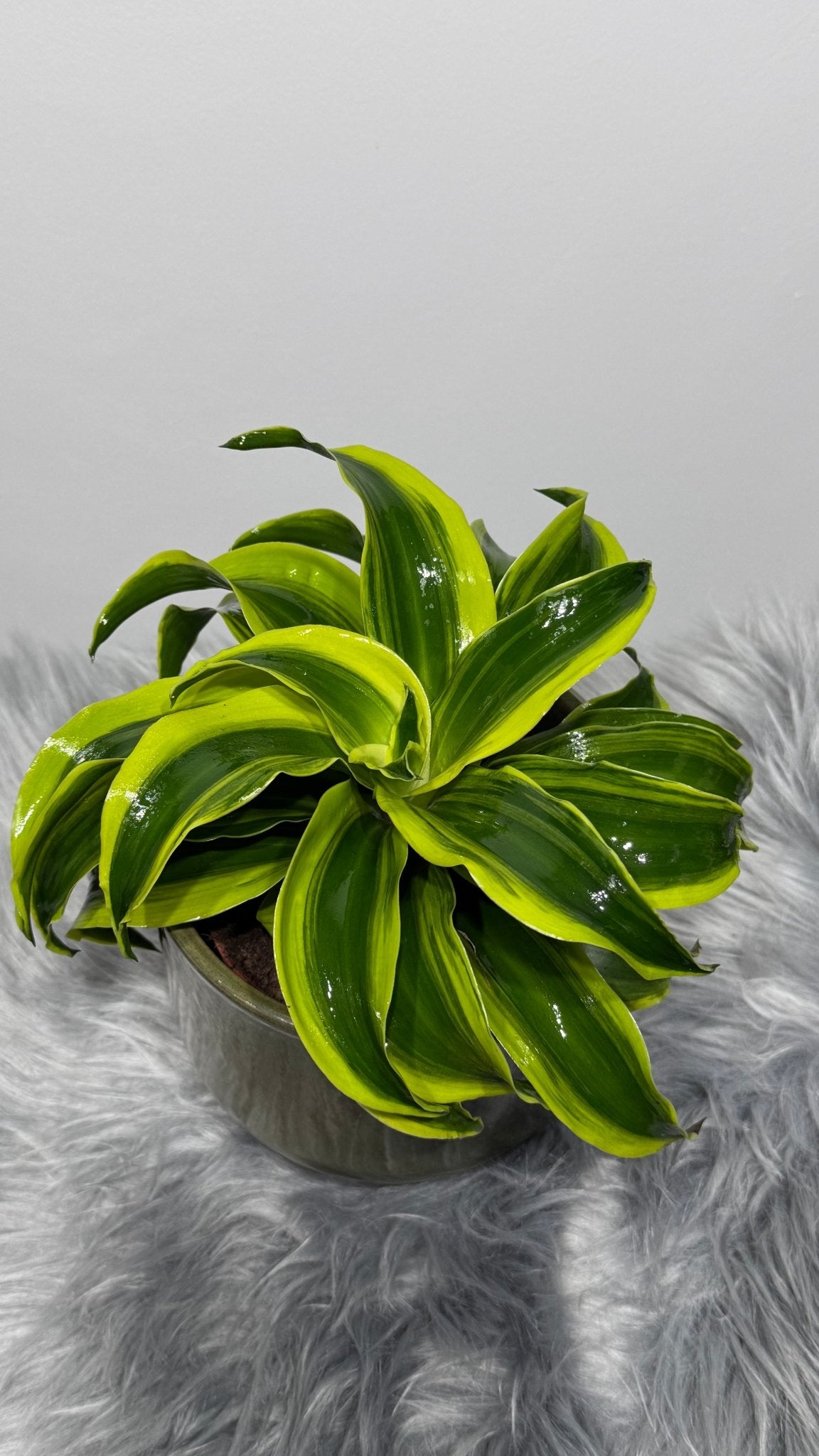 Dracaena Tornado - www.augi - plants.lv