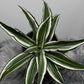 Dracaena White Jewel - www.augi - plants.lv