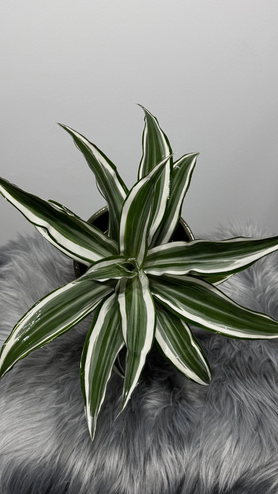 Dracaena White Jewel - www.augi - plants.lv