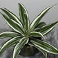 Dracaena White Jewel - www.augi - plants.lv