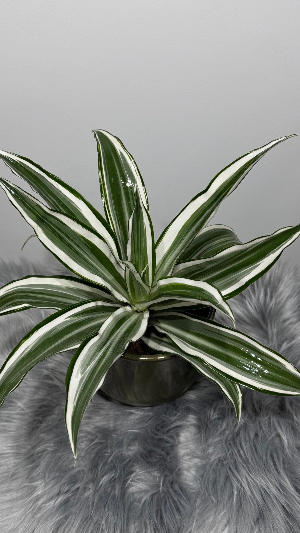 Dracaena White Jewel - www.augi - plants.lv