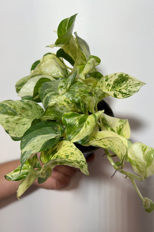 Epipremnum Happy Leaf - www.augi - plants.lv