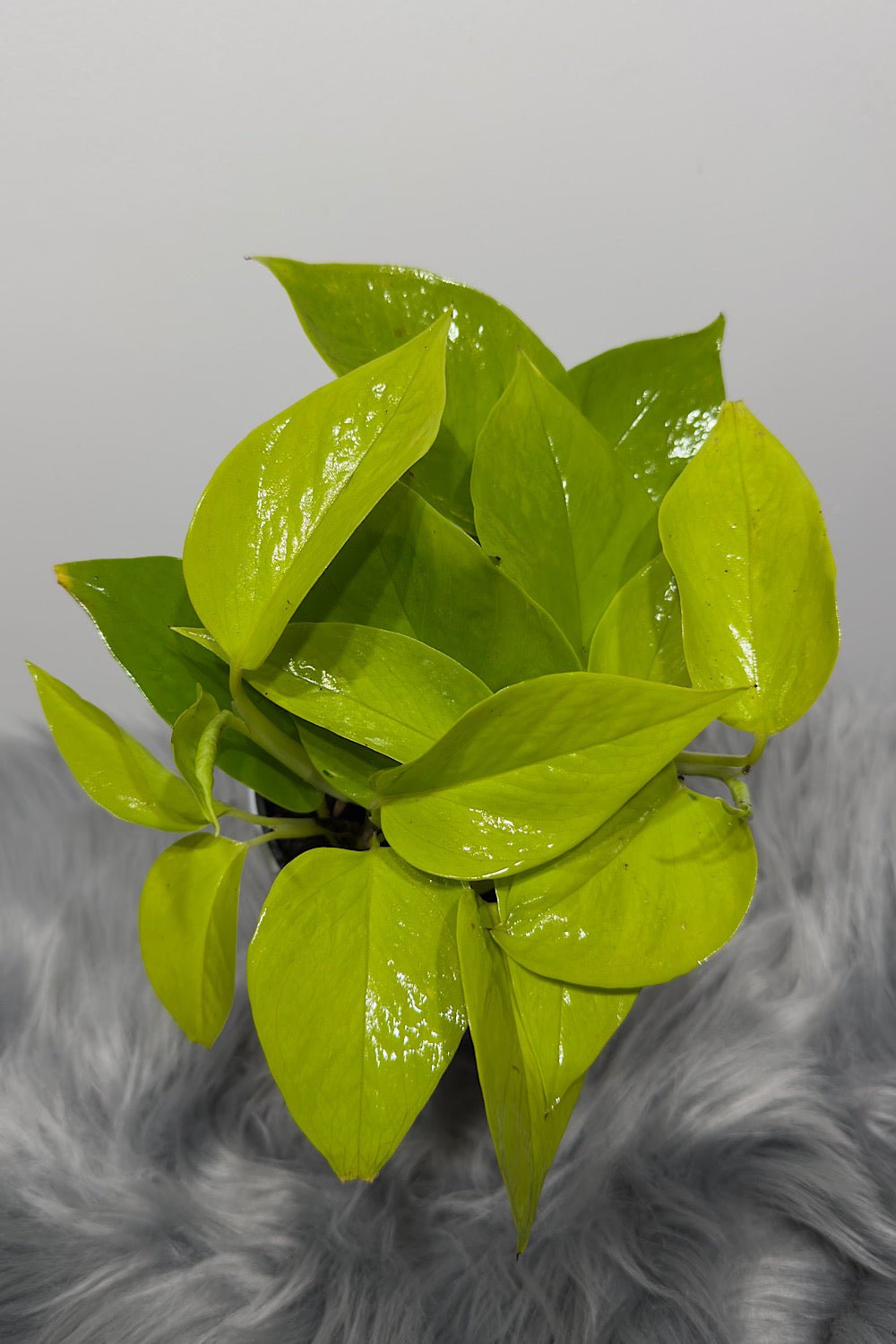 Epipremnum Neon - www.augi - plants.lv