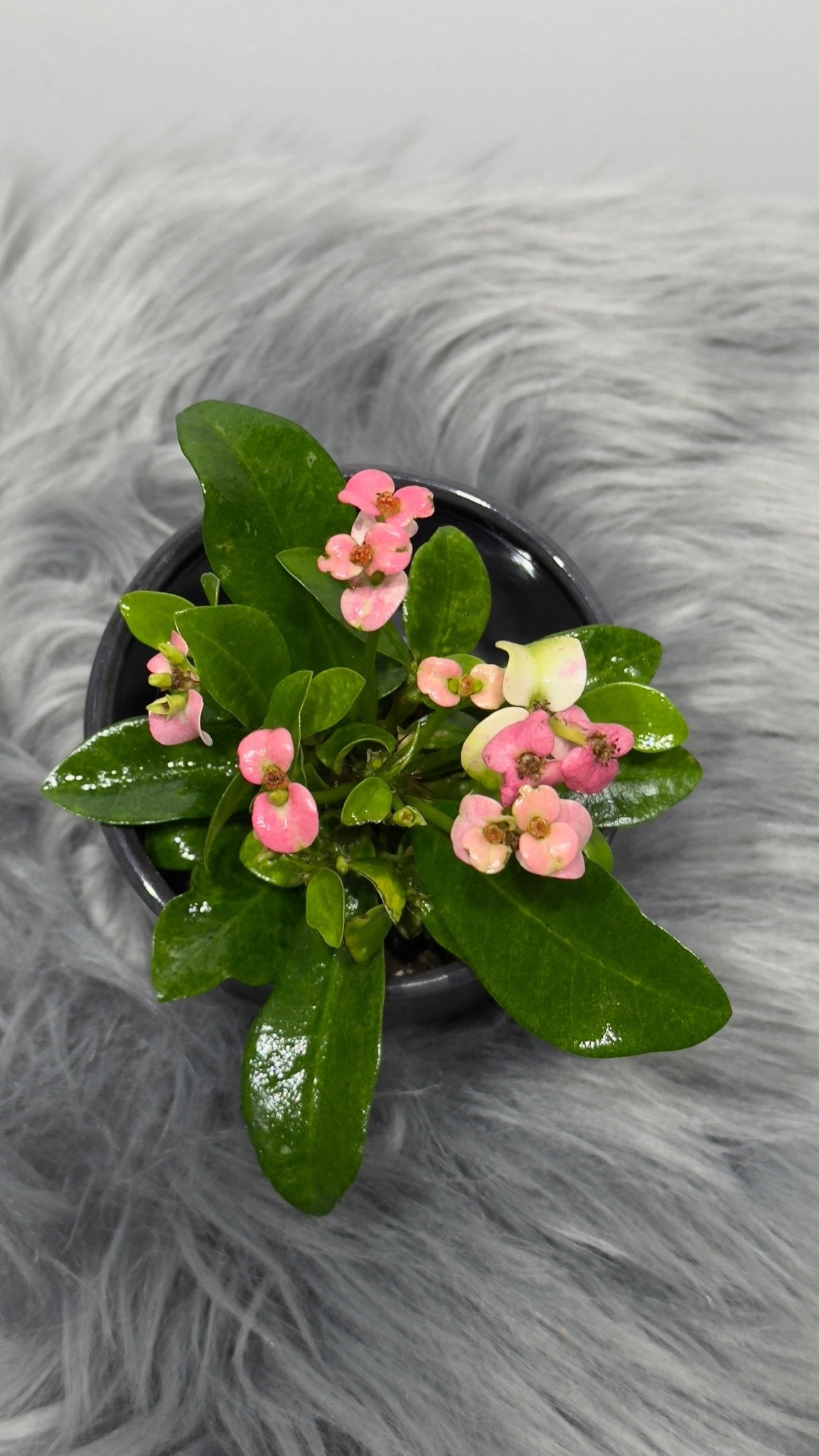 Euphorbia Milii Pink - www.augi - plants.lv