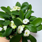 Euphorbia Milii White - www.augi - plants.lv