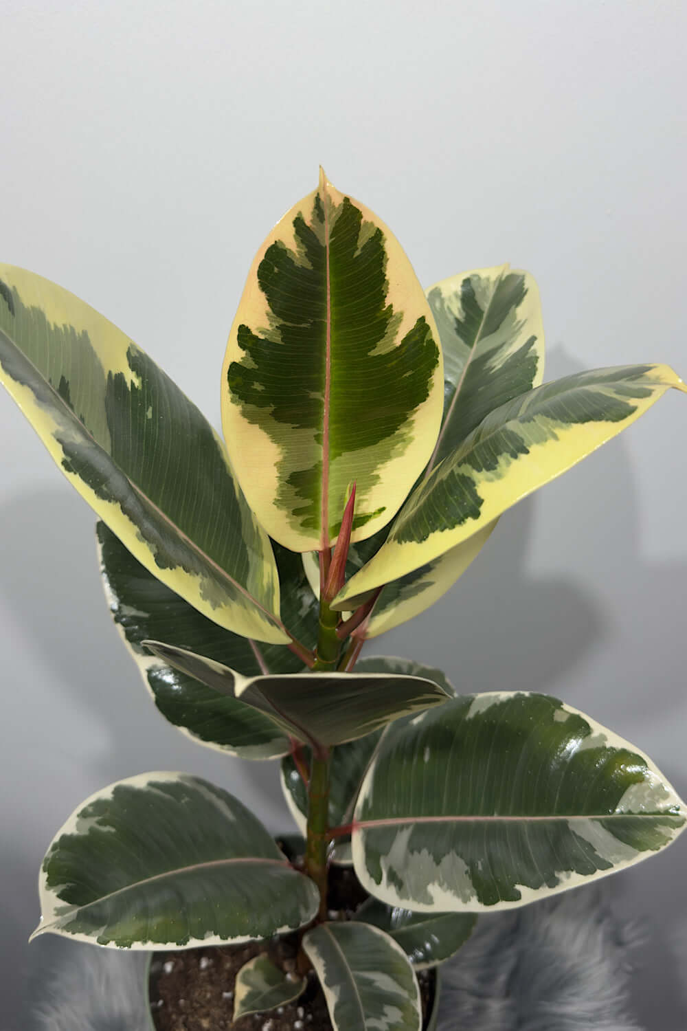 Ficus elastica Ruby - www.augi - plants.lv