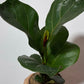 Ficus Lyrata - www.augi - plants.lv