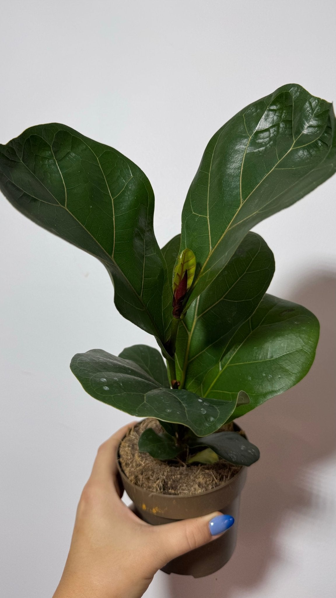 Ficus Lyrata - www.augi - plants.lv