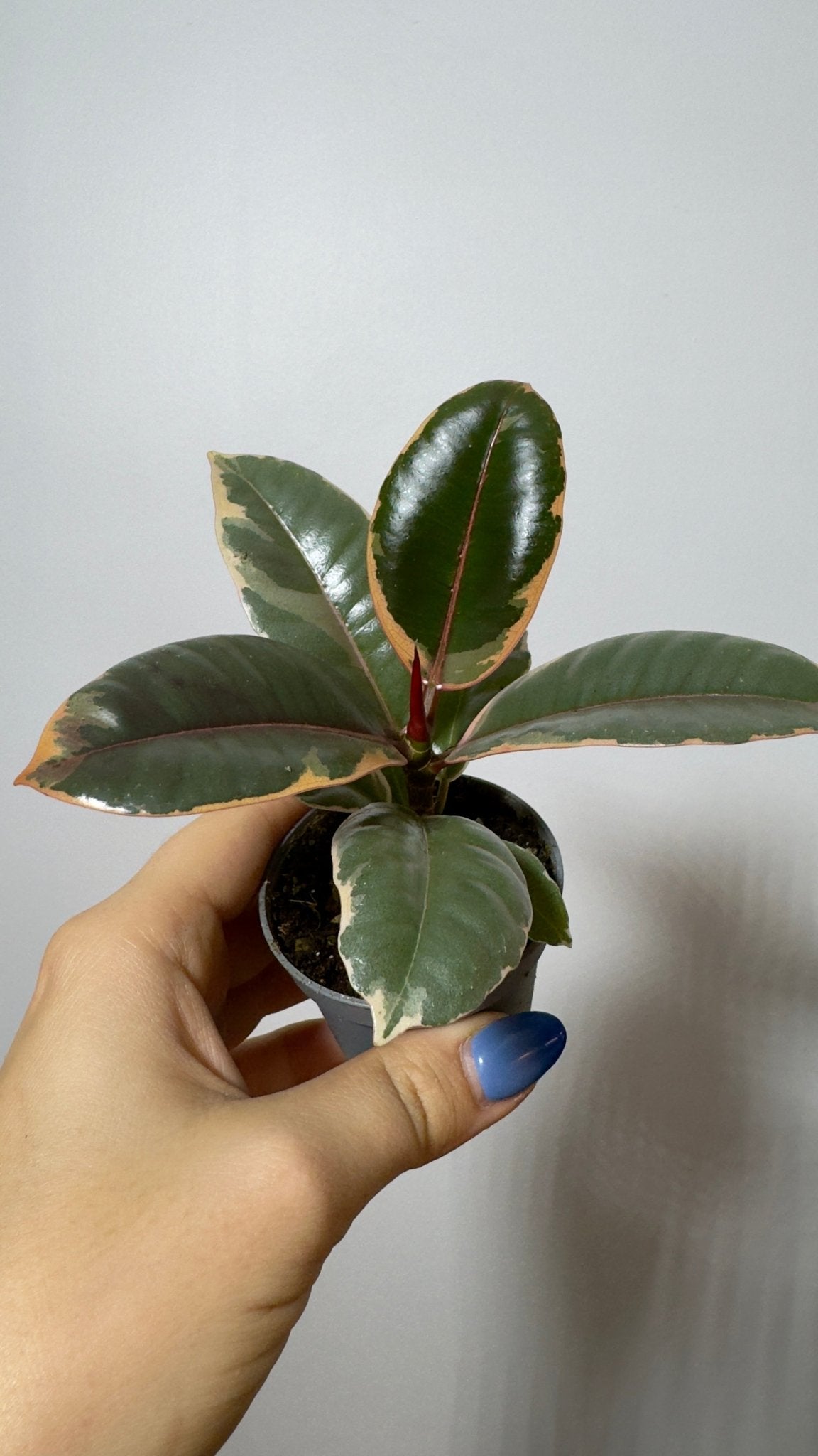 Ficus Ruby Bicolor - www.augi - plants.lv