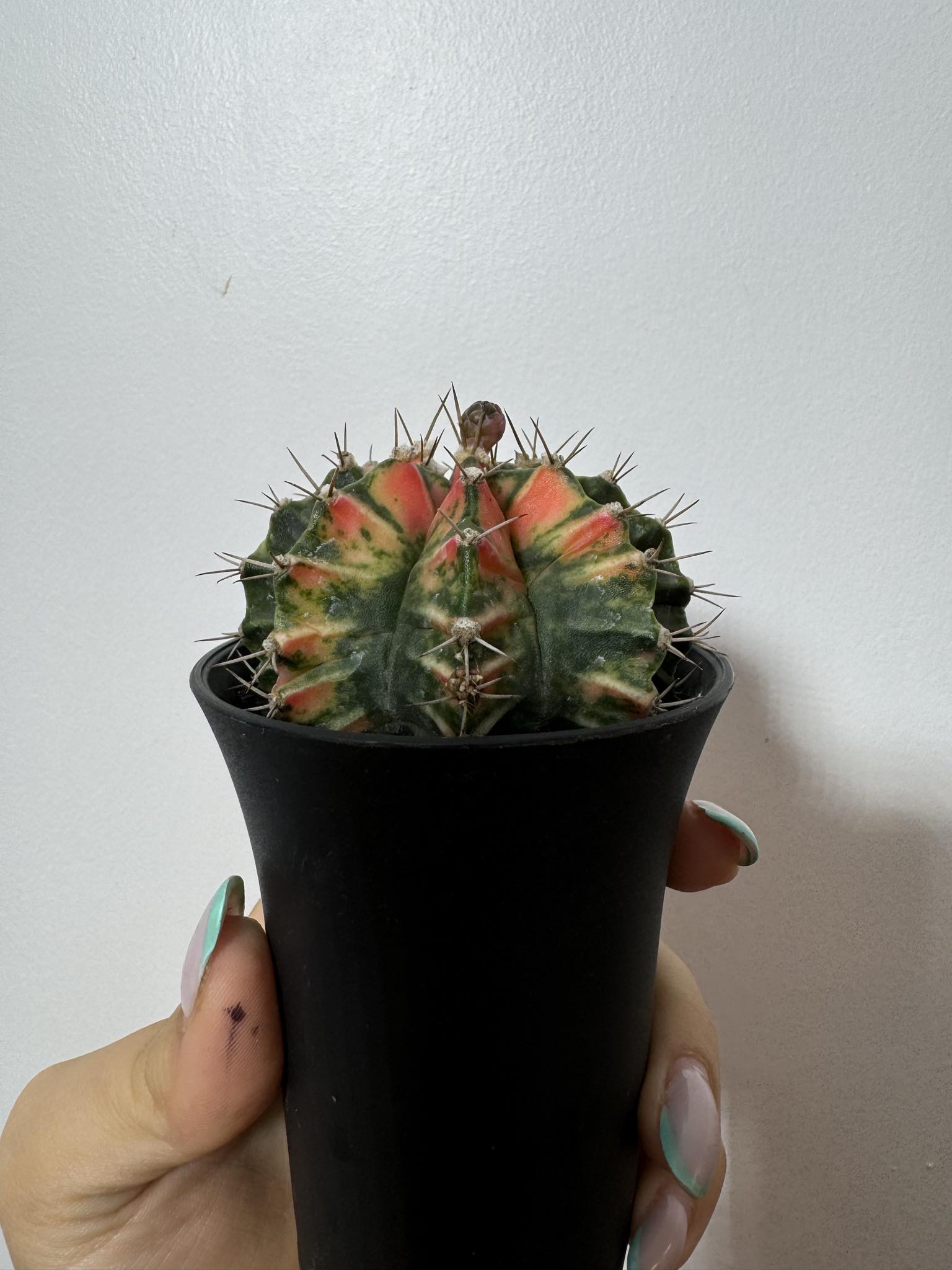 Gymnocalycium mihanovichii variegata - www.augi - plants.lv