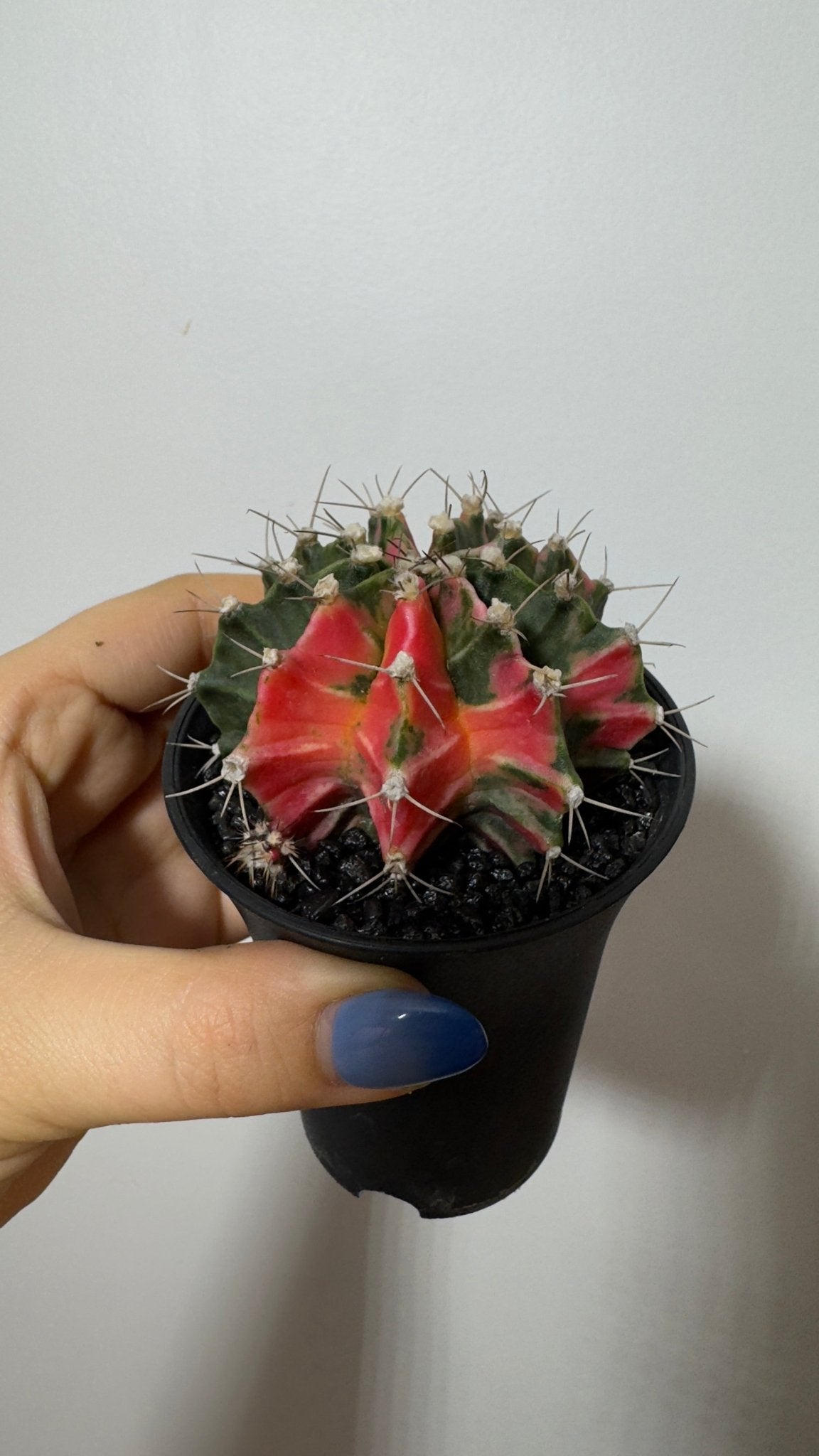 Gymnocalycium mihanovichii variegata - www.augi - plants.lv