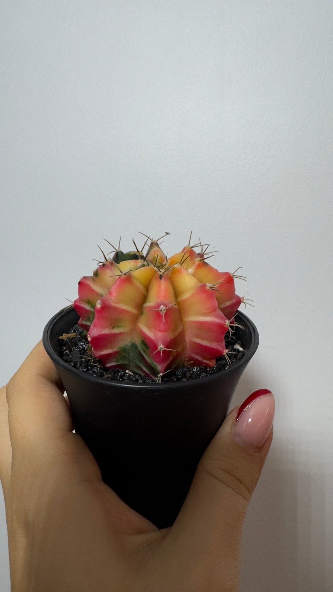 Gymnocalycium mihanovichii variegata - www.augi - plants.lv