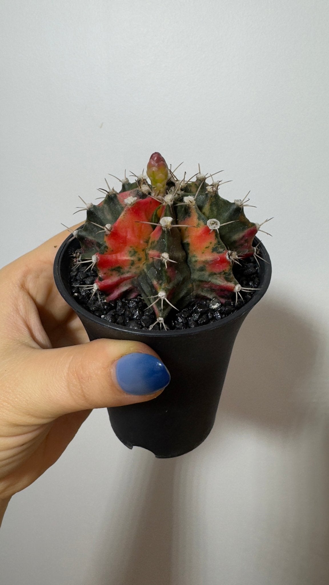 Gymnocalycium mihanovichii variegata - www.augi - plants.lv