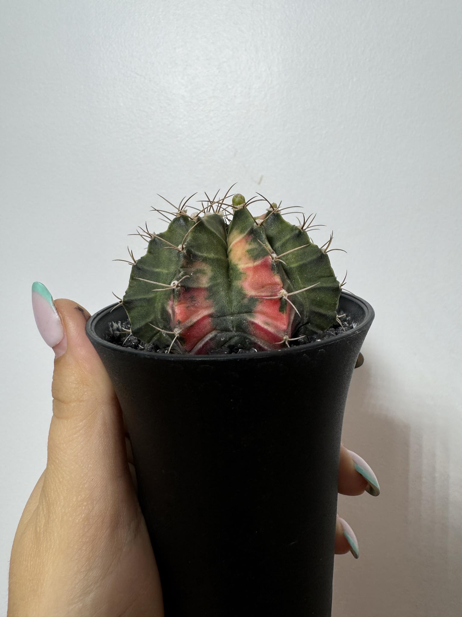 Gymnocalycium mihanovichii variegata - www.augi - plants.lv