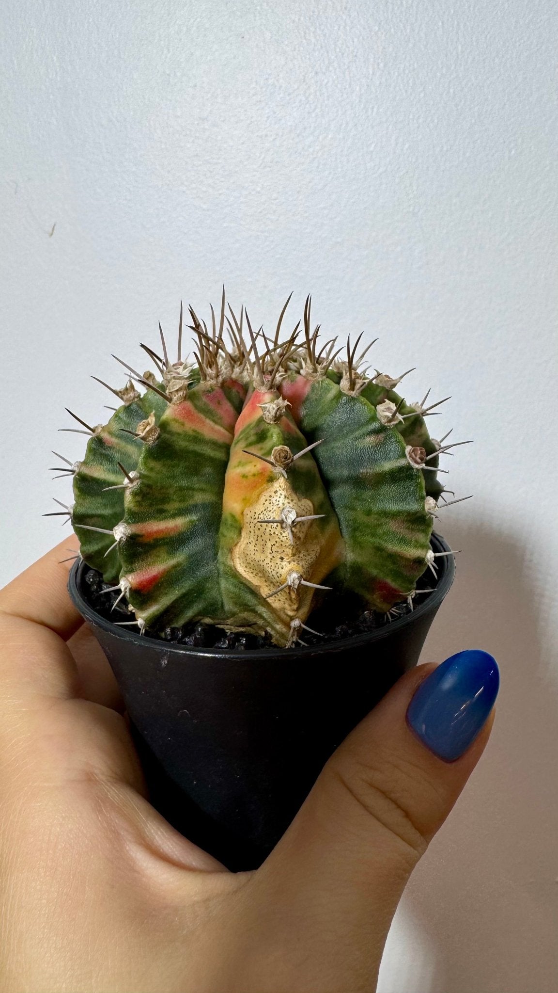 Gymnocalycium mihanovichii variegata - www.augi - plants.lv