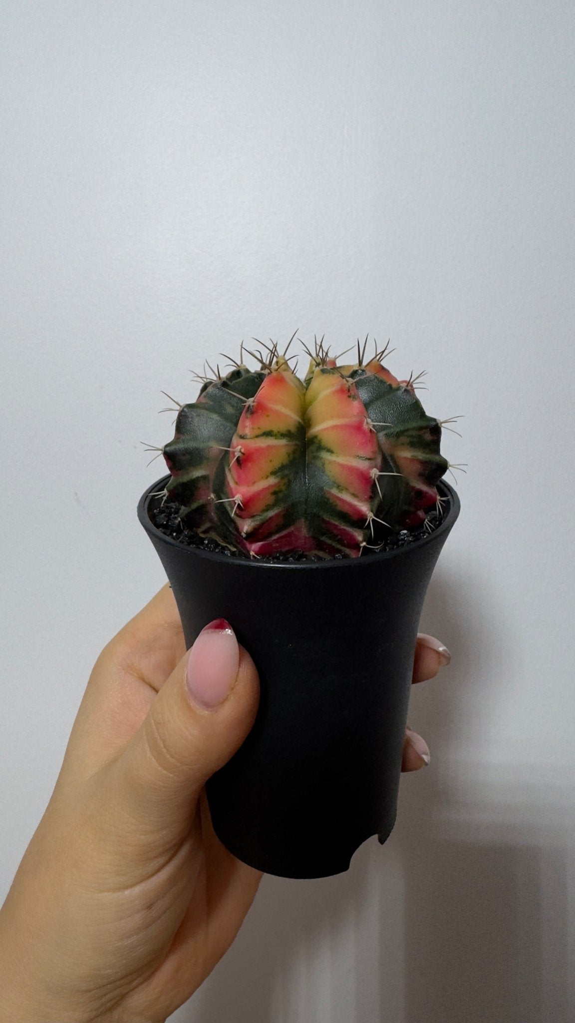 Gymnocalycium mihanovichii variegata - www.augi - plants.lv