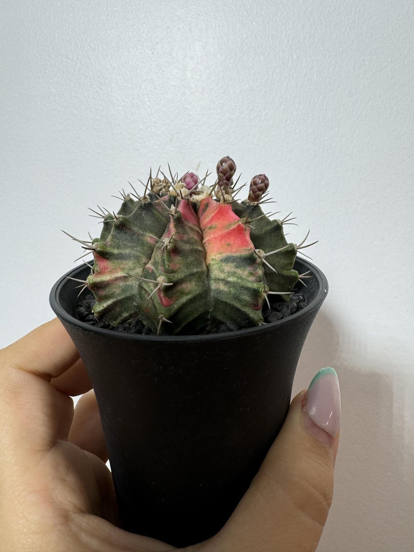 Gymnocalycium mihanovichii variegata - www.augi - plants.lv