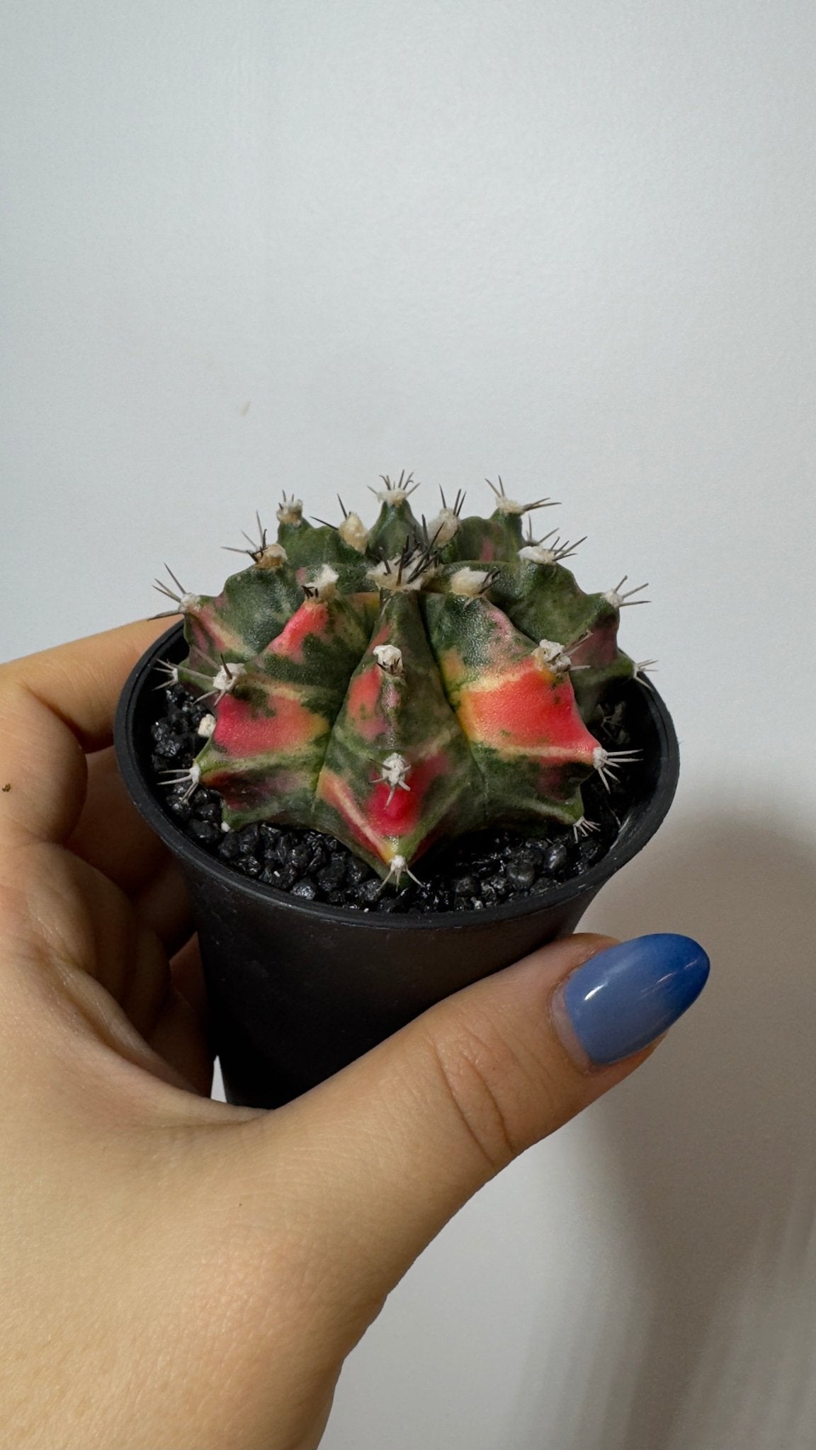 Gymnocalycium mihanovichii variegata - www.augi - plants.lv