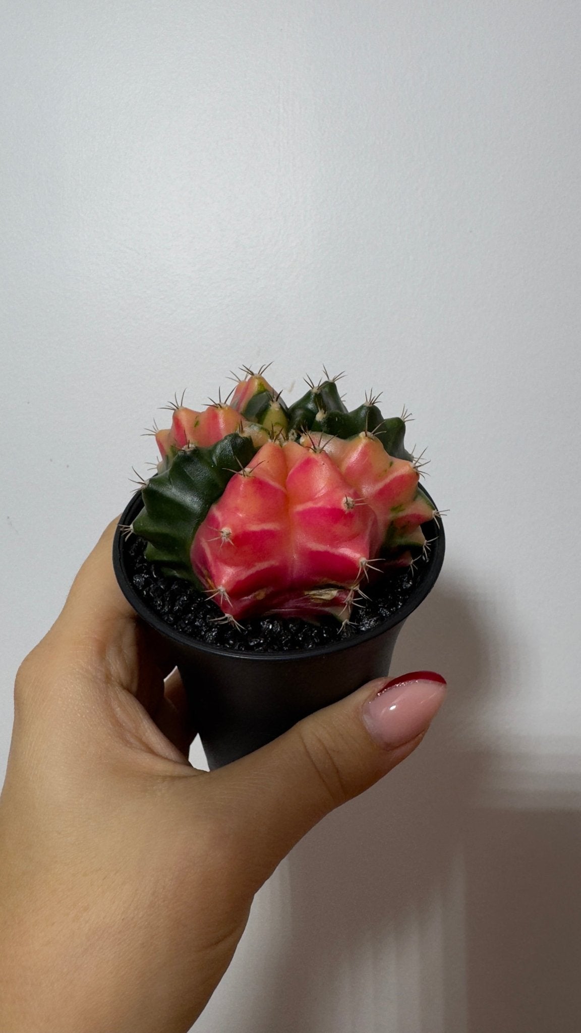 Gymnocalycium mihanovichii variegata - www.augi - plants.lv