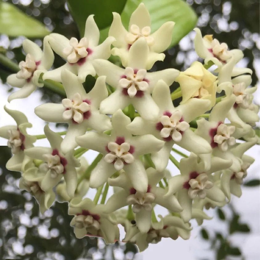 Hoya Australis - www.augi - plants.lv