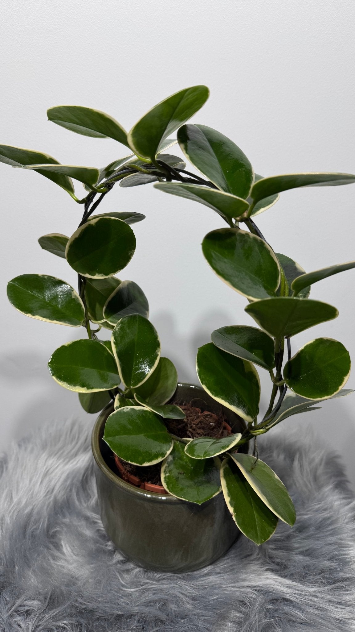 Hoya Australis Blondie - www.augi - plants.lv