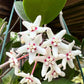 Hoya Australis Blondie - www.augi - plants.lv