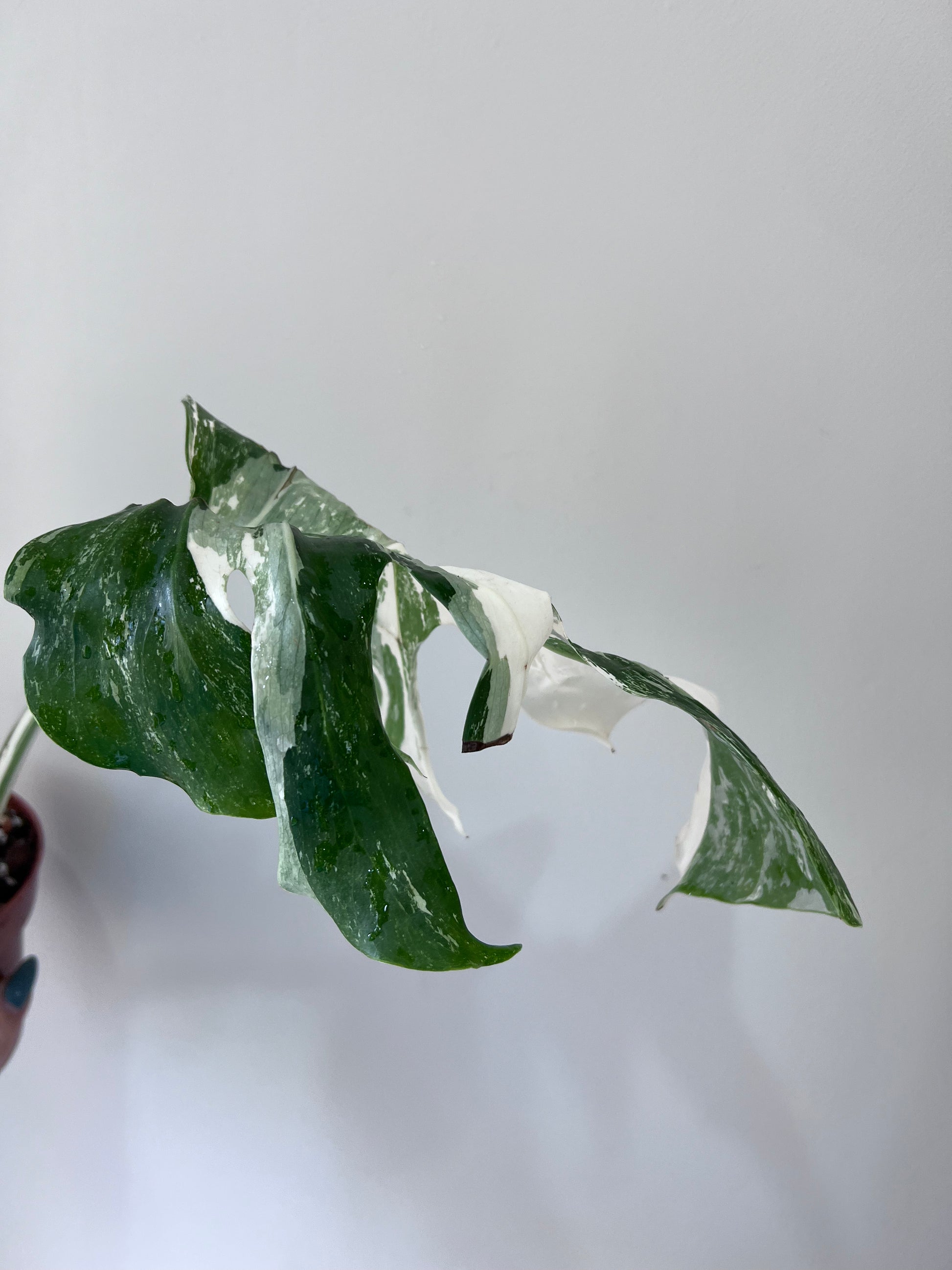 Orchidarium - ☘️🦢🍀🦢☘️🦩 Monstera variegata : 3 plantes