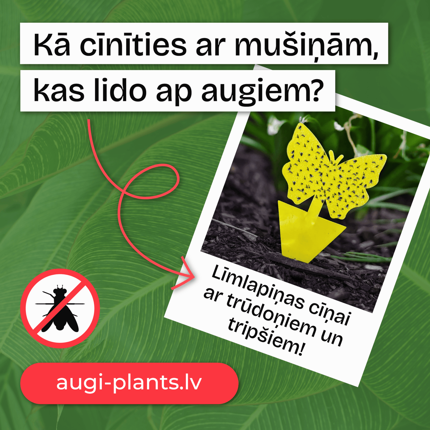 Līmes vairogi trūdodiņiem un tripšiem - www.augi - plants.lv