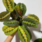 Maranta Red Stripe - www.augi - plants.lv