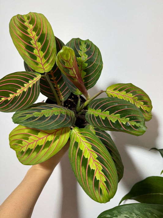 Maranta Red Stripe - www.augi - plants.lv