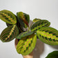 Maranta Red Stripe - www.augi - plants.lv