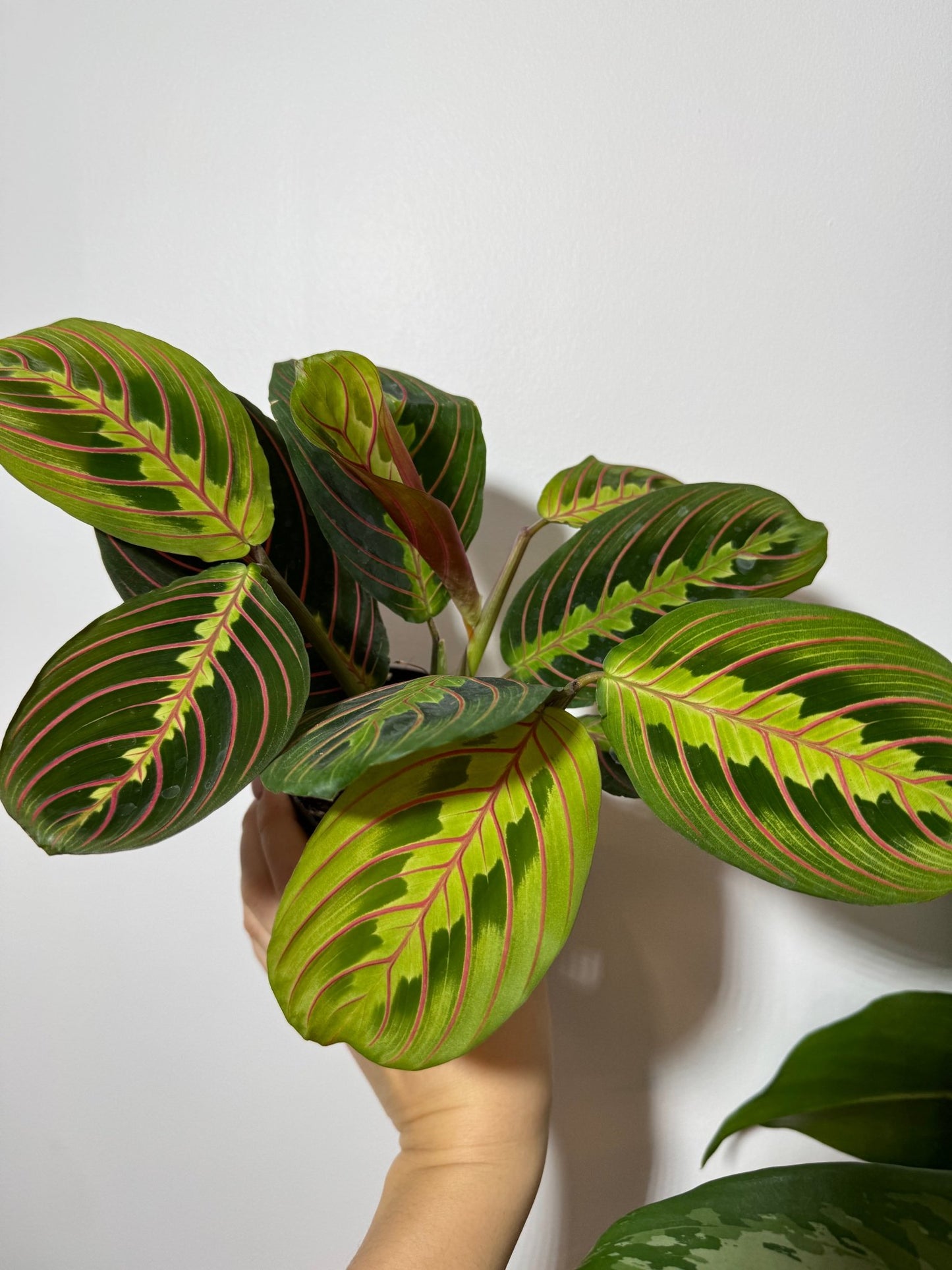 Maranta Red Stripe - www.augi - plants.lv